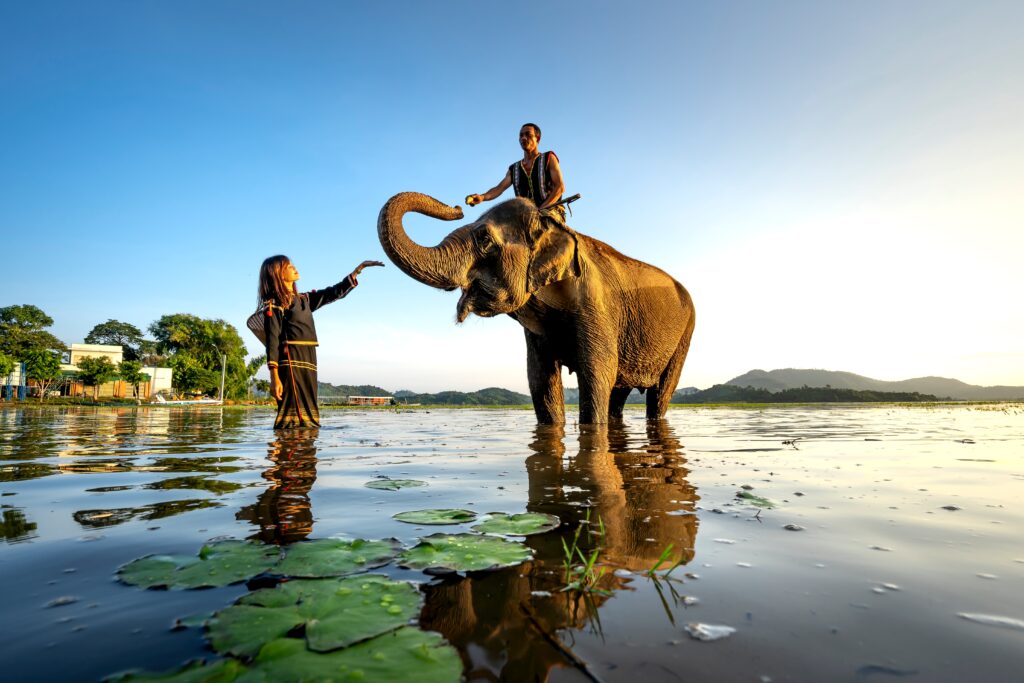 Elephant Ride