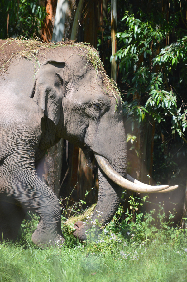 Kerala Wildlife
