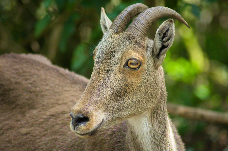 Iravikulam National Park